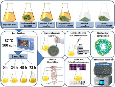 Lactic Acid Fermentation of Arthrospira platensis (Spirulina) in a Vegetal Soybean Drink for Developing New Functional Lactose-Free Beverages